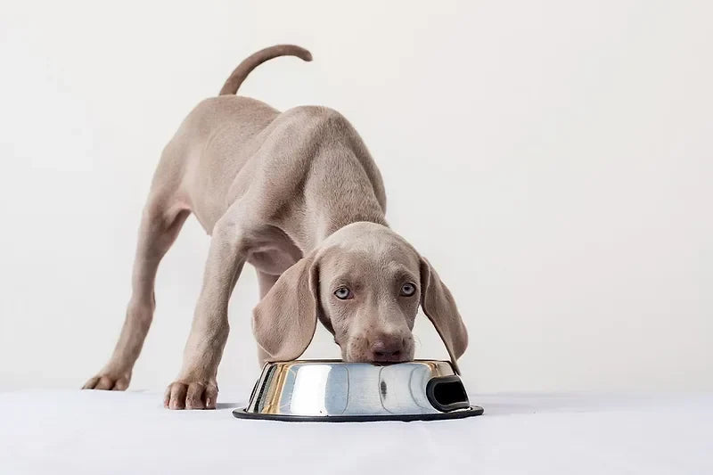 Formulated with authority: Separating science from marketing in vet-formulated products