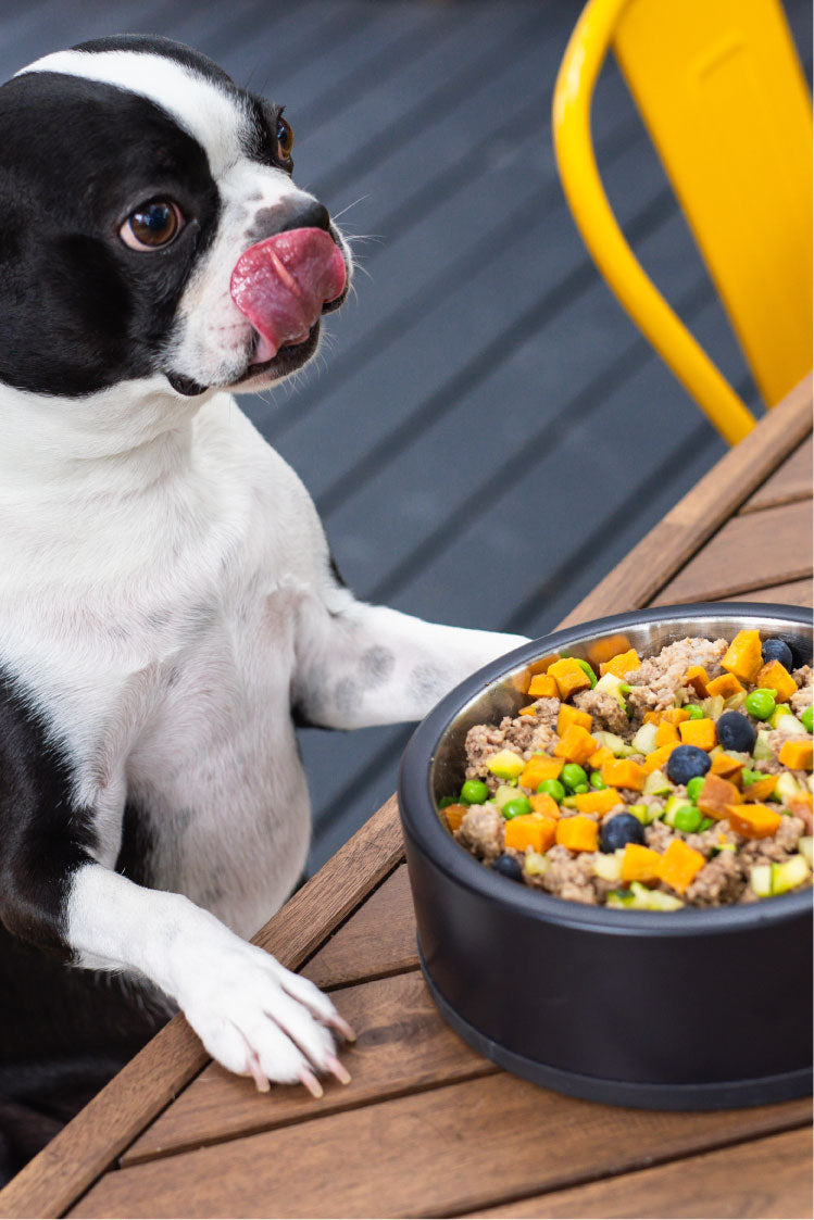 Food for your outlet dog